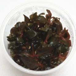 XL In-Vitro Breitblättriges Papageienblatt / Alternanthera Sp. Broadleaf