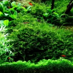 In-Vitro Christmas Moss / Vesicularia Dubyana 'Christmas', Moos -Hobby Verkäufe 003ATC T 1 3 1