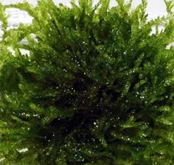 XL In-Vitro Trauermoos / Vesicularia Ferriei 'Weeping' Im Moos XL-Cup -Hobby Verkäufe 003BTC T 1 3