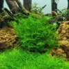 1-2-GROW! Ufermoos / Leptodictyum Riparium Von TROPICA -Hobby Verkäufe 003Etc T 1 1