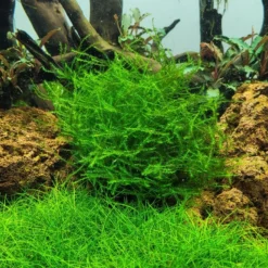 1-2-GROW! Ufermoos / Leptodictyum Riparium Von TROPICA