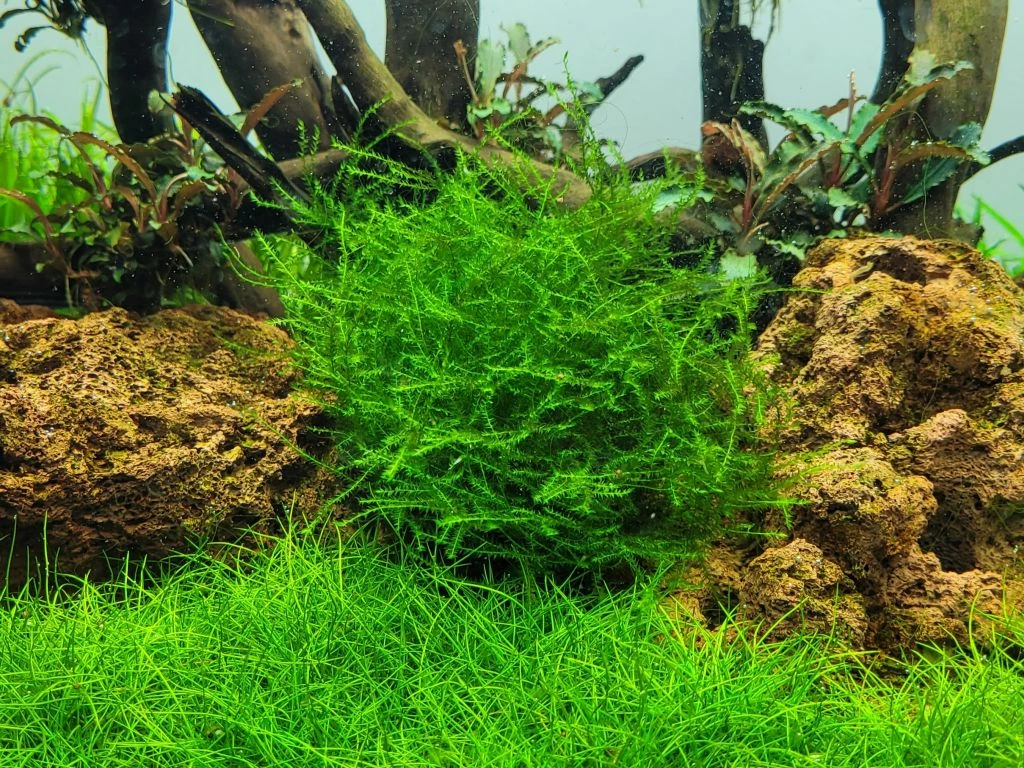 1-2-GROW! Ufermoos / Leptodictyum Riparium Von TROPICA 3 1-2-GROW! Ufermoos / Leptodictyum Riparium Von TROPICA