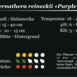 XL In-Vitro Burgunderrotes Papageienblatt / Alternanthera PURPLE Im XL-Cup 8 XL In-Vitro Burgunderrotes Papageienblatt / Alternanthera PURPLE Im XL-Cup -Hobby Verkäufe 006HB 1 5