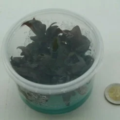 XL In-Vitro Burgunderrotes Papageienblatt / Alternanthera PURPLE Im XL-Cup 9 XL In-Vitro Burgunderrotes Papageienblatt / Alternanthera PURPLE Im XL-Cup -Hobby Verkäufe 006HB 1 7