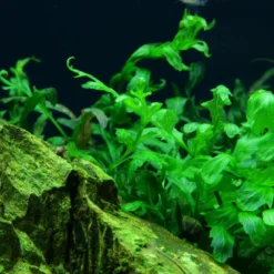 MUTTERPFLANZE Kongo Wasserfarn / Bolbitis Heudelotii -Hobby Verkäufe 006XL T 1 3