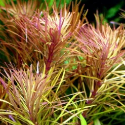 XL In-Vitro Quirlblättrige Sternpflanze / Pogostemon Stellatus (Eusteralis Stellata) Im XL-Cup