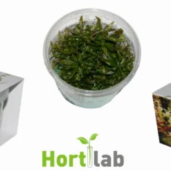 XL In-Vitro Quirlblättrige Sternpflanze / Pogostemon Stellatus (Eusteralis Stellata) Im XL-Cup -Hobby Verkäufe 010HB 1 6