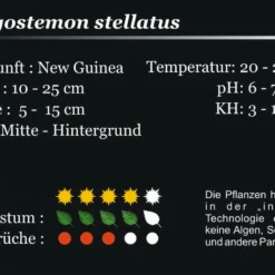 XL In-Vitro Quirlblättrige Sternpflanze / Pogostemon Stellatus (Eusteralis Stellata) Im XL-Cup -Hobby Verkäufe 010HB 1 8