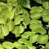 1-2-GROW! Kleinohriger Schwimmfarn / Salvinia Auriculata Von TROPICA -Hobby Verkäufe 011TC 1 1