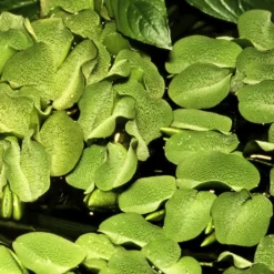 1-2-GROW! Kleinohriger Schwimmfarn / Salvinia Auriculata Von TROPICA