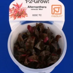 1-2-GROW! Mini-Papageienblatt / Alternanthera Reineckii 'mini' Von TROPICA
