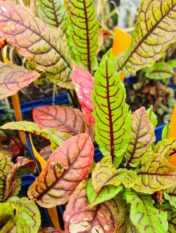 Sumpfampfer / Rumex Sanguineus Im 9x9 Cm Topf 3 Sumpfampfer / Rumex Sanguineus Im 9x9 Cm Topf