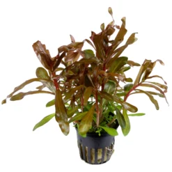 Dickstängelige Nesaea / Nesaea Crassicaulis Im Topf -Hobby Verkäufe 033B T 1 4 1