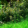 1-2-GROW! Bonsai Rotala / Rotala 'Bonsai' Von TROPICA
