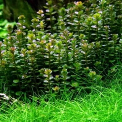 1-2-GROW! Bonsai Rotala / Rotala 'Bonsai' Von TROPICA