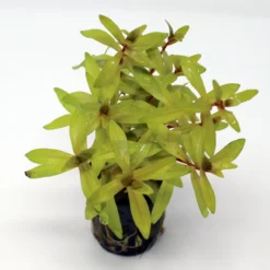 Goldene Nesaea / Nesaea Pedicellata 'Golden' Im Topf