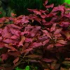 Kleine Tiefrote Ludwigie / Ludwigia Sp. Super Red - Super Rot -Hobby Verkäufe 035B T 1 1