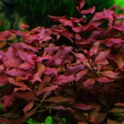 Kleine Tiefrote Ludwigie / Ludwigia Sp. Super Red - Super Rot
