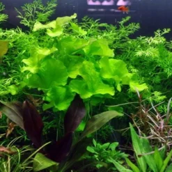 1-2-GROW! Mini-Seerose Aus Taiwan / Nymphoides Sp. 'Taiwan' ('Flipper')