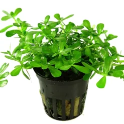 Kleines Kompaktes Fettblatt / Bacopa 'Compact' -Hobby Verkäufe 044A T 1 2