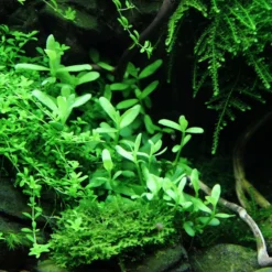 Kleines Kompaktes Fettblatt / Bacopa 'Compact' -Hobby Verkäufe 044A T 1 4