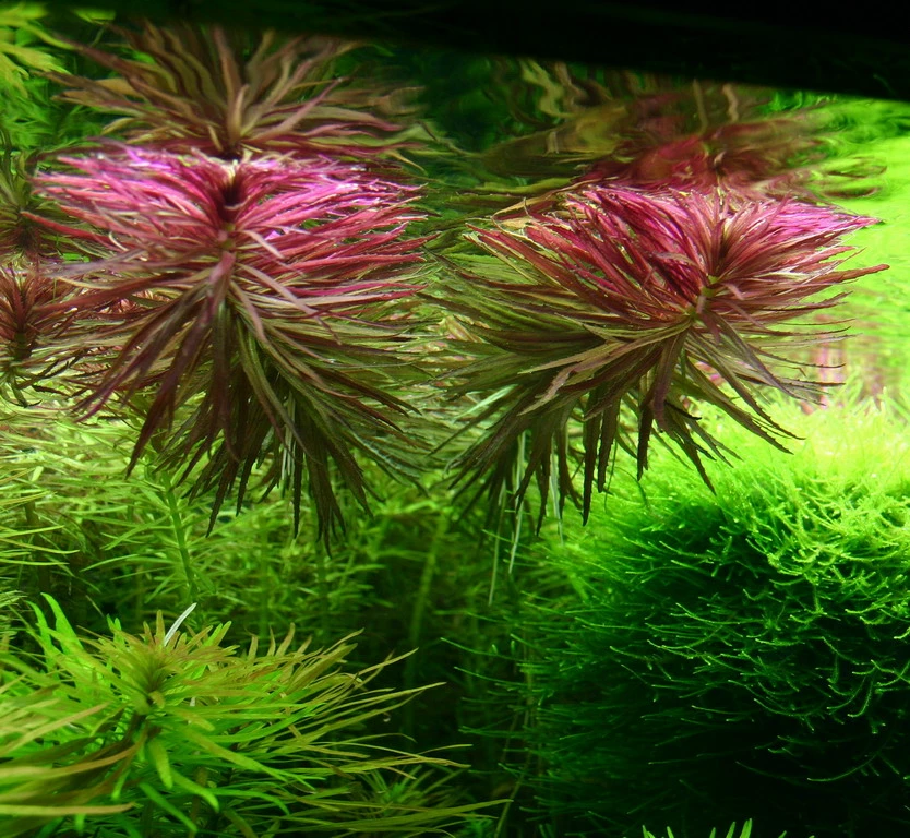 Aromatischer Sumpffreund / Limnophila Aromatica - Aromaticoides 3 Aromatischer Sumpffreund / Limnophila Aromatica - Aromaticoides