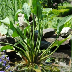 Weißer Froschlöffel / Alisma Plantago-aquatica Im 9x9 Cm Topf