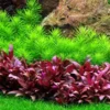 1-2-GROW! Indische Sternpflanze / Pogostemon Deccanensis Von TROPICA -Hobby Verkäufe 053FTC T 1 1