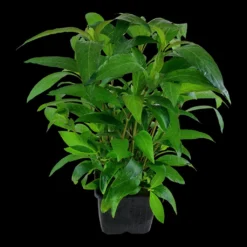 MUTTERPFLANZE Thailändischer Wasserfreund / Hygrophila Corymbosa 'Siamensis' -Hobby Verkäufe 053aXL T 1 3