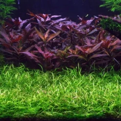 1-2-GROW! Grasartige Zwergschwertpflanze / Helanthium Tenellum 'Green' Von TROPICA