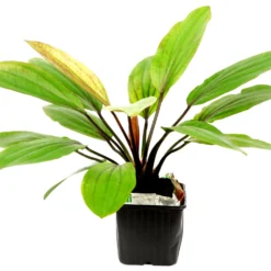 MUTTERPFLANZE Rosa Schwertpflanze / Echinodorus 'Rose' -Hobby Verkäufe 072bXL T 1 4