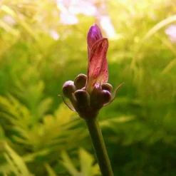 MUTTERPFLANZE Rot Getüpfelte Schwertpflanze / Echinodorus Ozelot (rot) -Hobby Verkäufe 073fXL T 1 2
