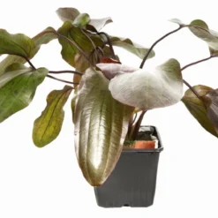 MUTTERPFLANZE Rot Getüpfelte Schwertpflanze / Echinodorus Ozelot (rot) -Hobby Verkäufe 073fXL T 1 8