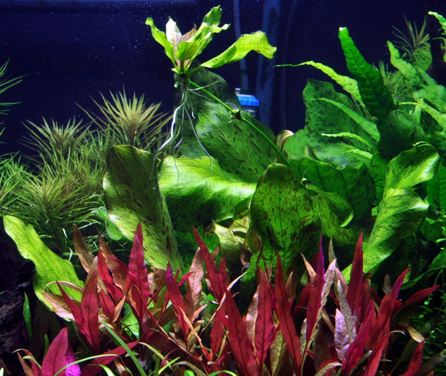 MUTTERPFLANZE Gefleckte Grüne Schwertpflanze / Echinodorus Ozelot Grün 3 MUTTERPFLANZE Gefleckte Grüne Schwertpflanze / Echinodorus Ozelot Grün