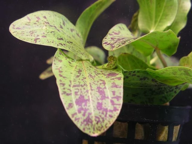 MUTTERPFLANZE Gefleckte Grüne Schwertpflanze / Echinodorus Ozelot Grün 5 MUTTERPFLANZE Gefleckte Grüne Schwertpflanze / Echinodorus Ozelot Grün – Bild 3