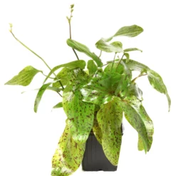 MUTTERPFLANZE Gefleckte Grüne Schwertpflanze / Echinodorus Ozelot Grün 11 MUTTERPFLANZE Gefleckte Grüne Schwertpflanze / Echinodorus Ozelot Grün -Hobby Verkäufe 073gXL T 1 8