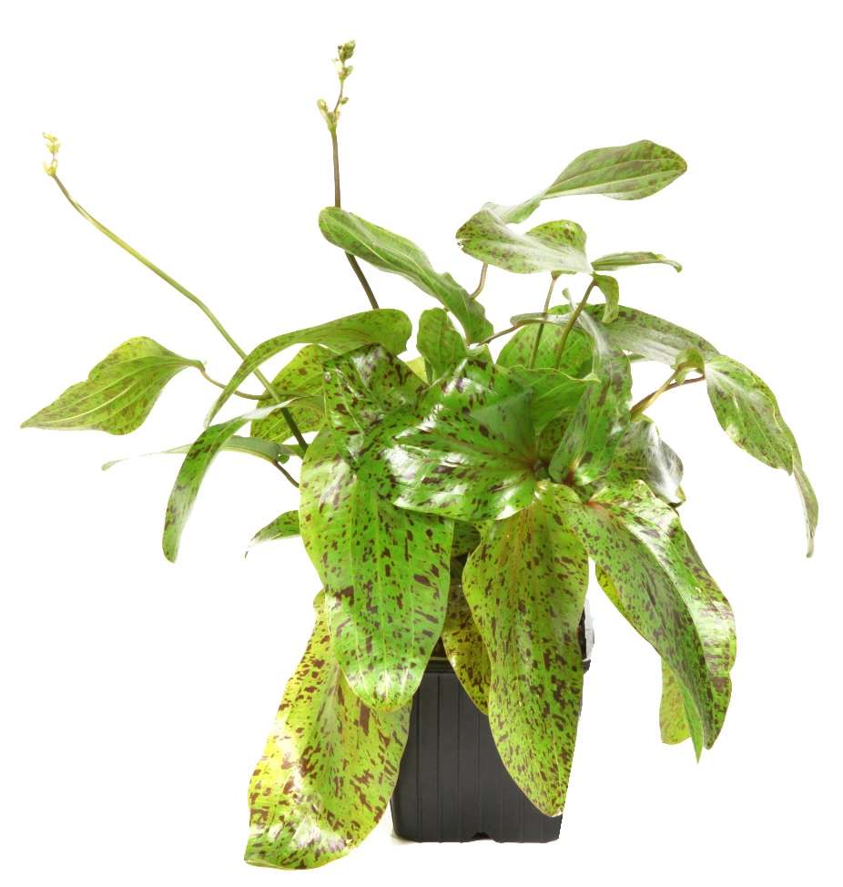 MUTTERPFLANZE Gefleckte Grüne Schwertpflanze / Echinodorus Ozelot Grün 7 MUTTERPFLANZE Gefleckte Grüne Schwertpflanze / Echinodorus Ozelot Grün – Bild 5