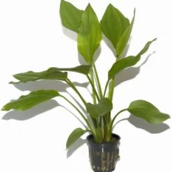 Steifblättriger Froschlöffel / Echinodorus 'Palaefolius' Var. Latifolius -Hobby Verkäufe 076 T 1 3