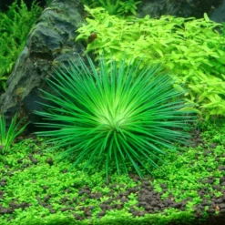 1-2-GROW! Eriocaulon Vietnam *TOP Rarität*