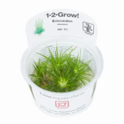 1-2-GROW! Eriocaulon Vietnam *TOP Rarität* -Hobby Verkäufe 091TC T 1 3 1