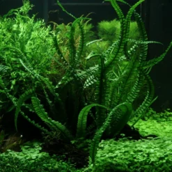 MUTTERPFLANZE Flutende Hakenlilie / Crinum Natans (Crinum Aquatica)