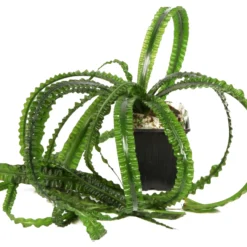 MUTTERPFLANZE Flutende Hakenlilie / Crinum Natans (Crinum Aquatica) -Hobby Verkäufe 094XL T 1 4