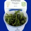 1-2-GROW! Trugkölbchen / Heteranthera Zosterifolia Von TROPICA 1 1-2-GROW! Trugkölbchen / Heteranthera Zosterifolia Von TROPICA -Hobby Verkäufe 096TC T 1 1