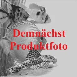 Weißgestreifte Schwertlilie / Iris Pallida 'Variegata' Im 9x9 Cm Topf