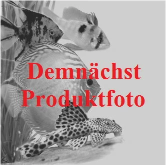 Weisse Seerose / Nymphaea Virginalis Im 11x11 Cm Topf 3 Weisse Seerose / Nymphaea Virginalis Im 11x11 Cm Topf