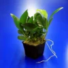 MUTTERPFLANZE Kongo-Speerblatt / Anubias Congensis -Hobby Verkäufe 10004BL 1 2