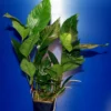 MUTTERPFLANZE Verschiedenblättriges Speerblatt / Anubias Heterophylla -Hobby Verkäufe 10005BL 1 2