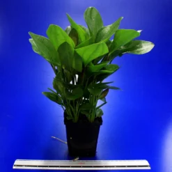 MUTTERPFLANZE Rötlicher Froschlöffel Harbig / Echinodorus Harbich Rot -Hobby Verkäufe 10012BL 1 4