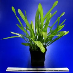 MUTTERPFLANZE Horemanis Schwertpflanze Grün / Echinodorus Horemanii Grün 5 MUTTERPFLANZE Horemanis Schwertpflanze Grün / Echinodorus Horemanii Grün -Hobby Verkäufe 10013BL 1 4