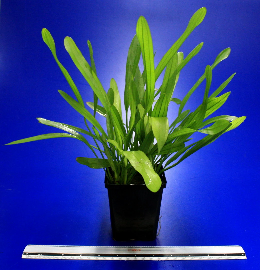 MUTTERPFLANZE Horemanis Schwertpflanze Grün / Echinodorus Horemanii Grün 4 MUTTERPFLANZE Horemanis Schwertpflanze Grün / Echinodorus Horemanii Grün – Bild 2